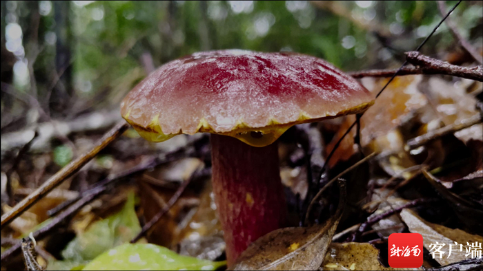 外形艳丽的菌类。拍摄组供图
