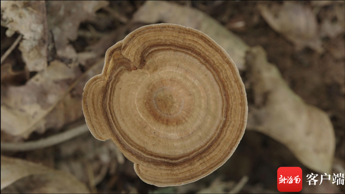虎乳灵芝。拍摄组供图