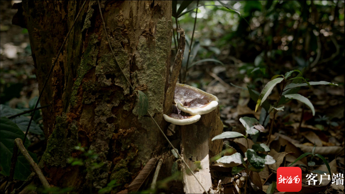 生长于树边的菌类。拍摄组供图