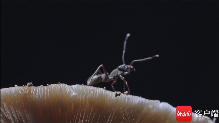 一只蚂蚁爬到真菌之上。拍摄组供图