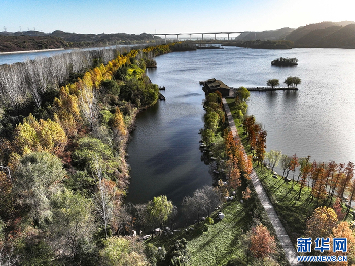11月16日拍摄的河南黄河湿地国家级自然保护区济源段景色(无人机