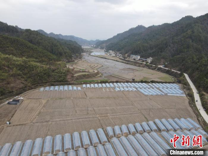 新晃县扶罗镇烤烟基地。　　　　　姚荣华摄