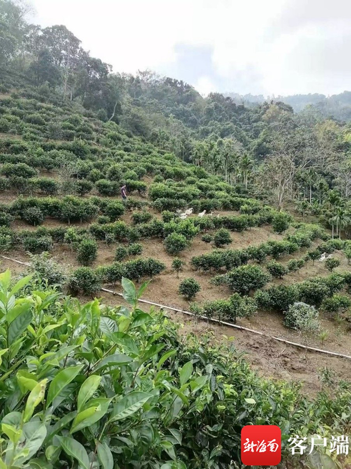 　　资料图：茶农在毛纳源山满红茶园里采青。记者 林师炜 摄