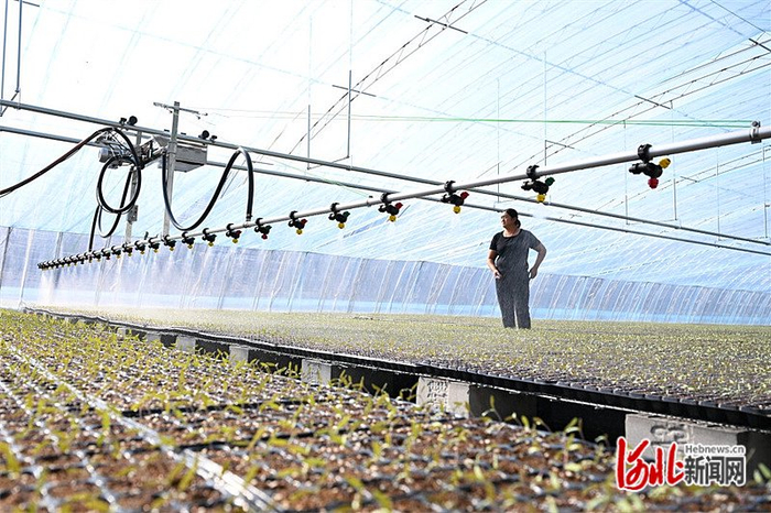 冬季暖棚黄瓜怎么施肥产量高？