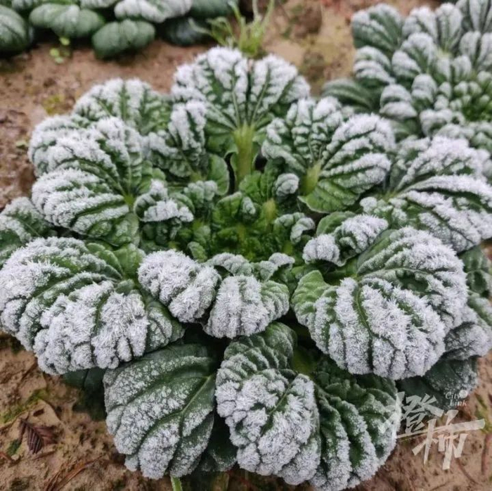 （图源：橙柿互动）