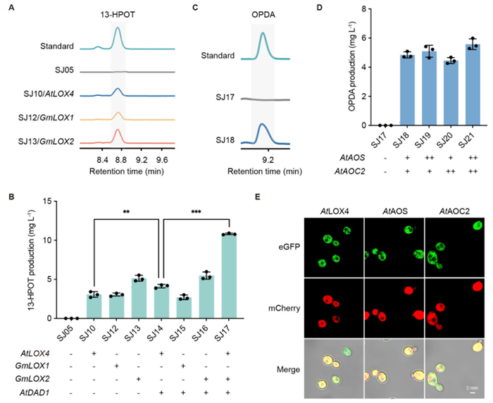 ▲图3：在酵母细胞质中合成OPDA。