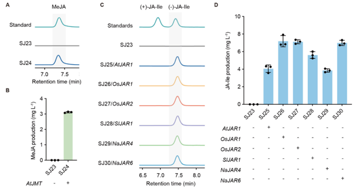 ▲图5：在酵母细胞质中合成MeJA和JA-Ile。