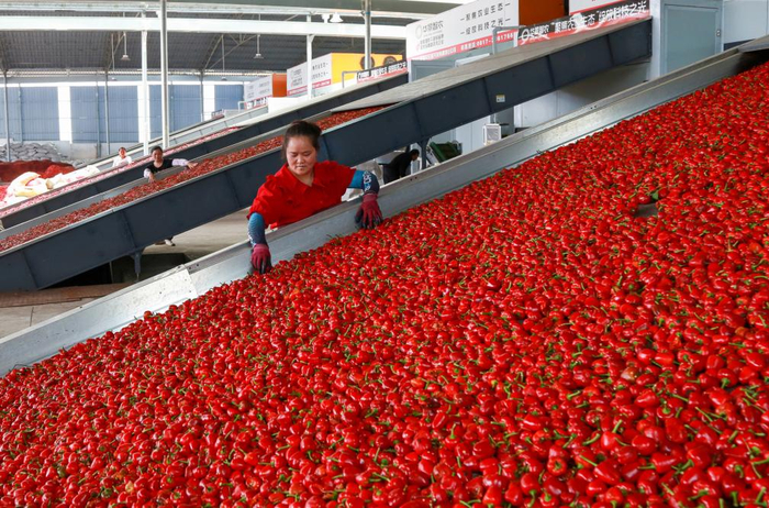 　　8月6日，工人在遵义市播州区龙坪镇一家公司的烘烤车间忙碌。新华社发（李仁军 摄）