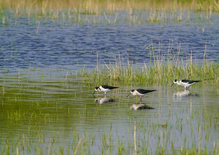 　　这是2023年3月30日拍摄的几只水鸟在山东省高青县蓑衣樊村附近的湿地觅食。新华社记者 邵琨 摄