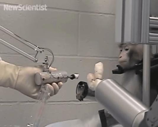 美国匹兹堡大学研究人员成功让猴子操控机械臂给自己喂食