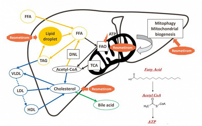 图：THR-β激动剂作用机制，来源：凯莱英药闻