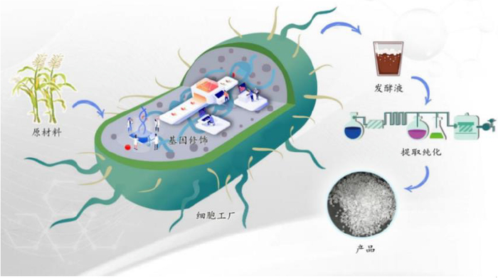 图1. 微生物细胞工厂生产流程