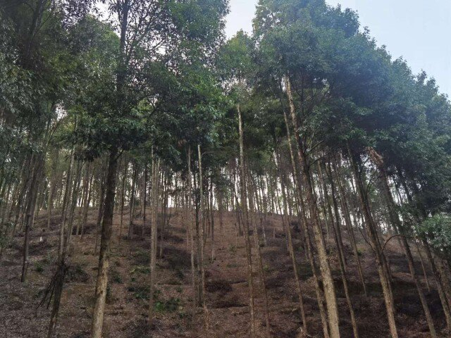 （金洞林场开展可持续经营的林地，林相明显优化。 彭雅惠 摄）