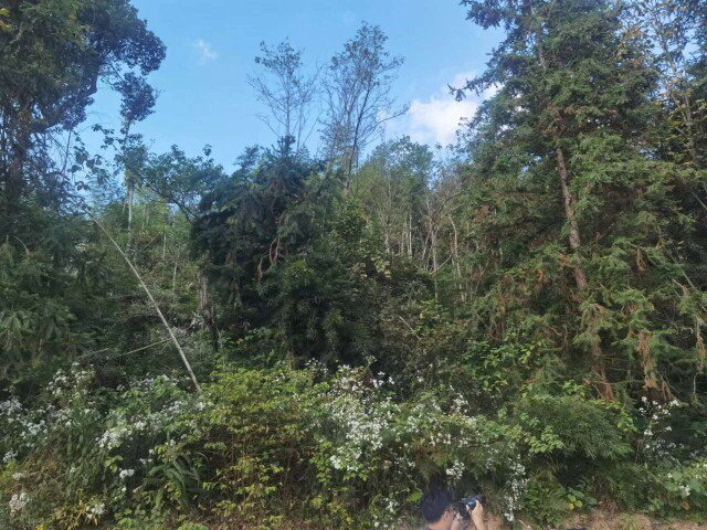 （西山林场未实施可持续经营的林地，树木难以成材。 彭雅惠 摄）