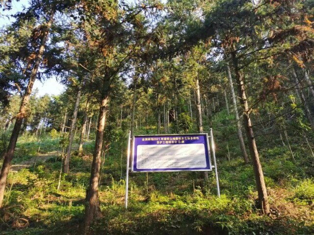 （我省对10.67万亩森林展开可持续经营技术探索。 省林业局供图）