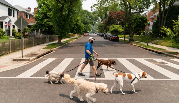 ▲美国一位狗主人上街遛狗