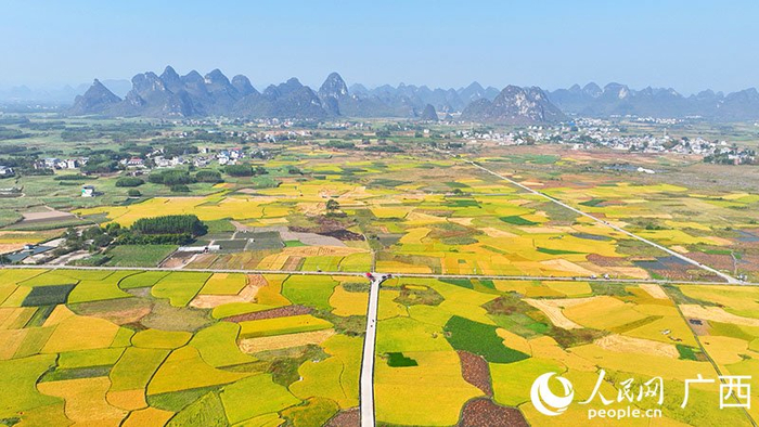 柳州市柳江区进德镇泗浪村金色稻田。人民网 付华周摄
