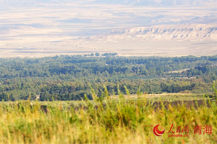 沙珠玉“绿进沙退”。人民网记者 甘海琼摄