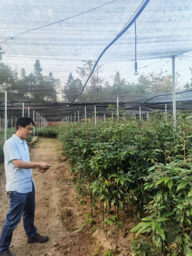 （西山林场培育本土珍贵树种，用于林地可持续经营。 彭雅惠 摄）