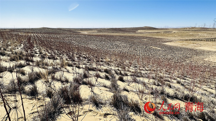 青海省海南州工程固沙点之一。人民网记者 刘沛然摄