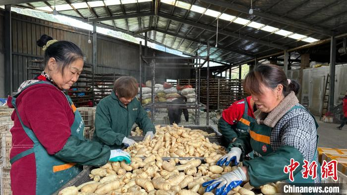 下堡坪乡一家天麻加工厂的工人们在处理天麻。　谢阳 摄