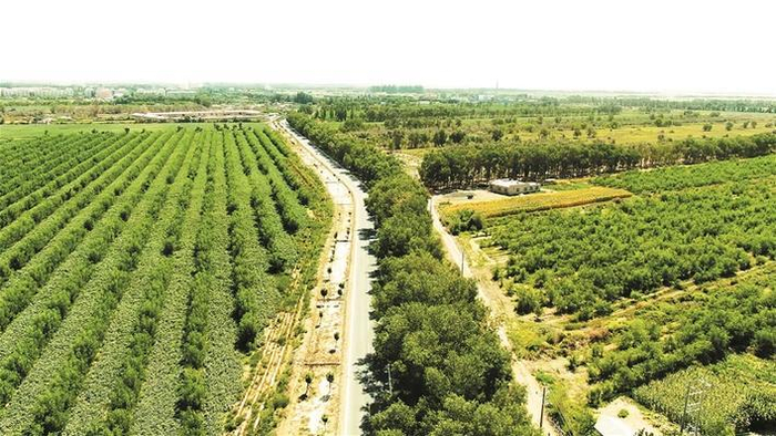     航拍的二师三十四团枣园（资料图片）。这片枣园采用枣药间种模式，大大提高了土地产出率。    三十四团文体广电服务中心  提供