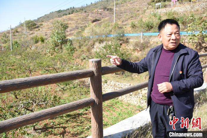 禹州市鸠山镇闵庄村党支部书记杨建恩介绍杏树种植情况。　　王宇 摄