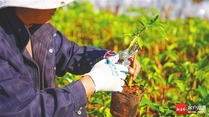 　海南省沉香工程技术研究中心沉香优良种苗培育基地，工人在管护沉香苗。记者 张茂 摄