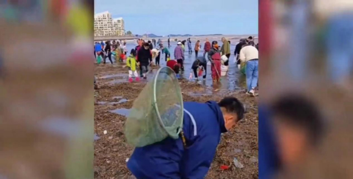 △烟台市民赶海捡海肠