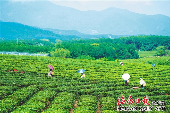 在白沙黎族自治县原生态茶园小镇，茶农采摘茶叶。（资料图）