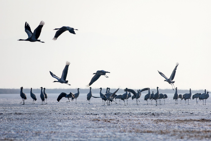 　国家一级保护动物黑颈鹤在贵州草海国家级自然保护区越冬（何欢 摄）