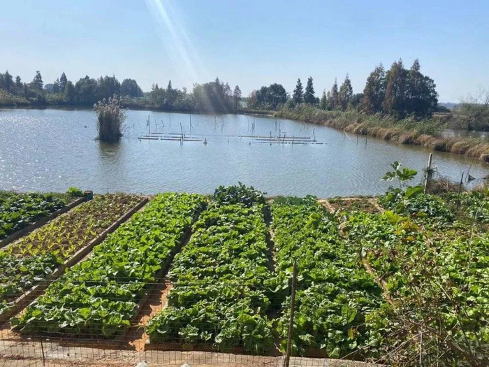 图 | 陈颖房间外的池塘和菜田‍‍