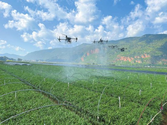 弥勒市新哨镇里方村韭黄种植示范点开展无人机作业.