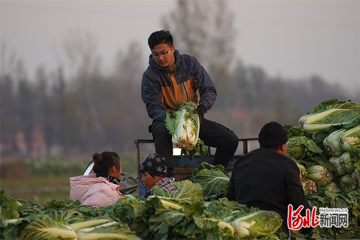 11月17日，刁窝镇东冯村菜农把刚刚采收的白菜装到车上。赵 墨摄