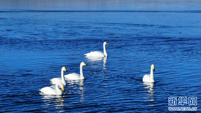别样唯美!青海湖又成了"天鹅湖"|青海湖|天鹅湖_新浪新闻