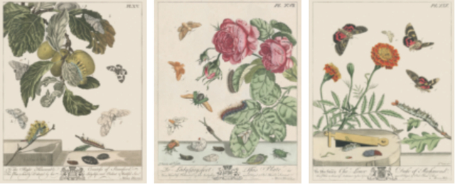 摩西·哈里斯的《蛹者录：昆虫自然史》中的图版，《蝴蝶圣经：牛津大学典藏图谱》内页插图。