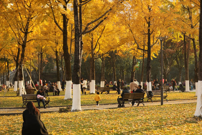 重庆冬叶美景。受访单位供图