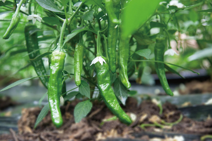     鲜嫩美味樟树港特色辣椒