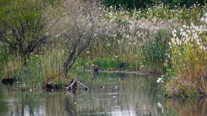 野猪和水鸟生活在长江新济洲（11月13日摄）。记者 季春鹏 摄