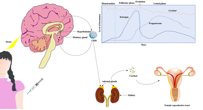图2.皮质醇影响女性生殖道的机制