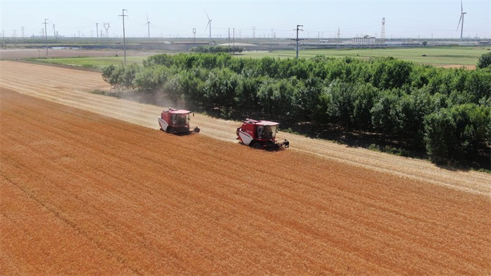 6月9日，沧州渤海新区黄骅市仙庄片区旱碱麦开镰。黄骅市文联供图