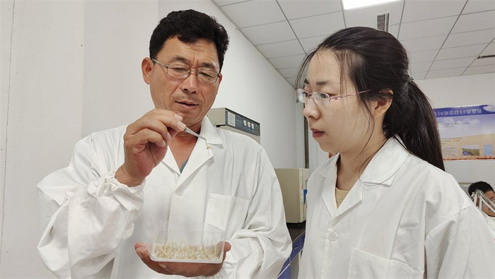 张卫军在种子实验室开展旱碱麦种出芽试验。（资料图片） 张建功 摄