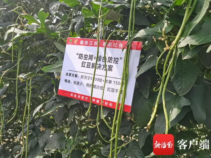 　　三亚豇豆“防虫网+”种植基地。记者 利声富 摄