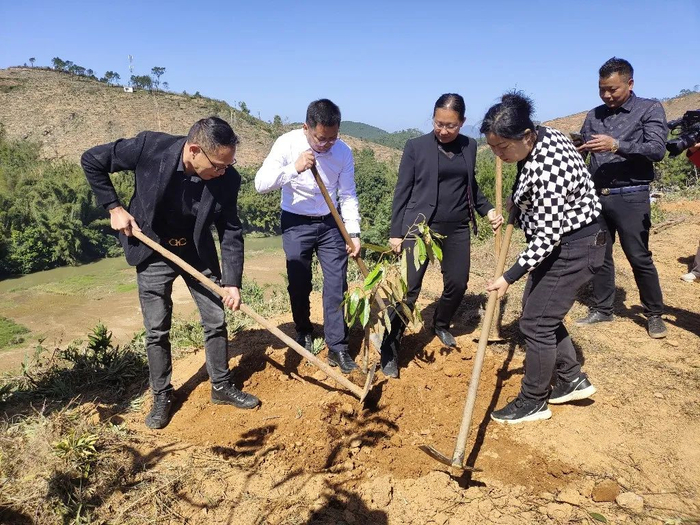 榴莲树苗下种。图片由水汶镇政府提供