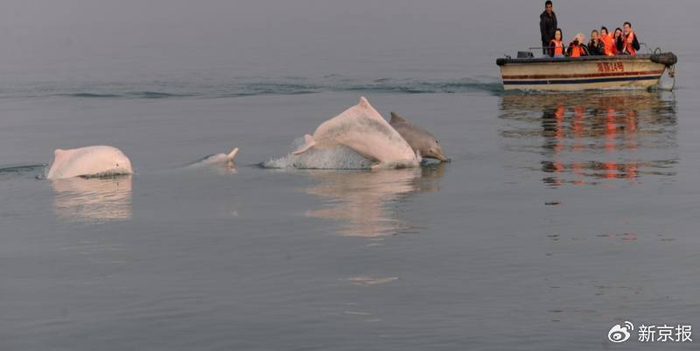 出水嬉戏的中华白海豚。受访者供图