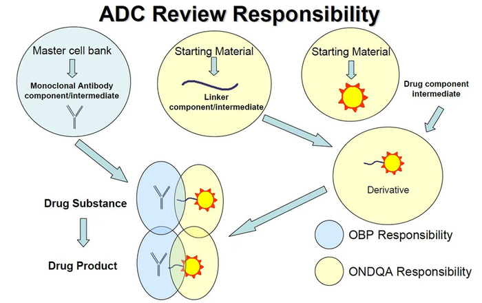 图3 FDA ADC产品CMC审评职能