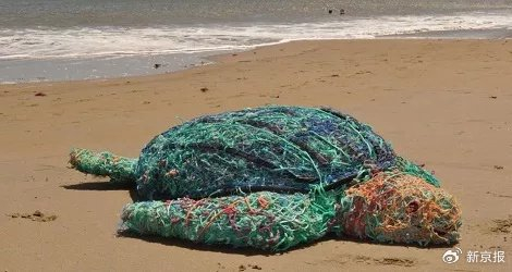 由塑料渔具制成的棱皮龟Fiona。世界动物保护协会供图