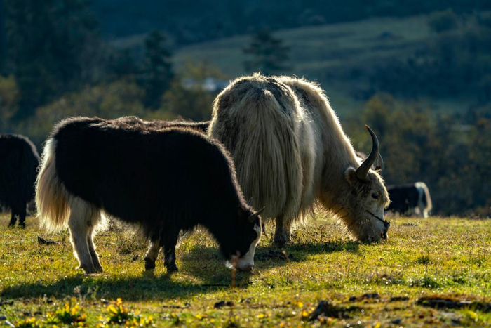 　　牦牛在普达措景区草场上觅食。