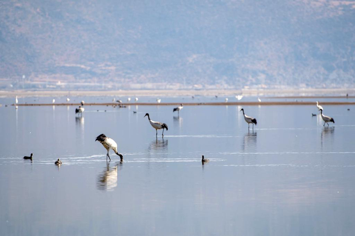 　　黑颈鹤和水鸟在纳帕海自然保护区栖息。
