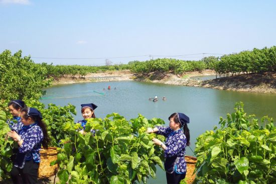 采桑养蚕。湖州市农业农村局供图